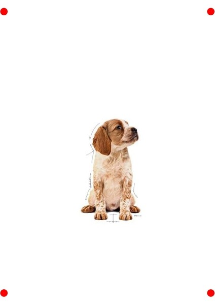 Orta Irk Yavru Köpek Yaş Mama Gravy 140 gr x 10 indirimleri