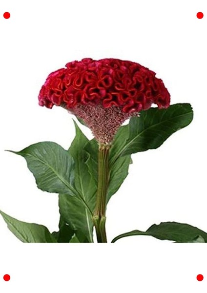 Kırmızı Balta Horoz Ibiği F1 Tohumu (100 Adet)