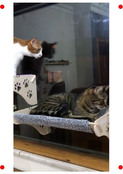 Cama Asılan Kedi Yatağı: Güçlü Vantuzlu fiyatları