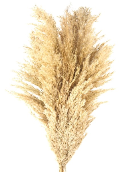 Deco Pampas Yapay Çiçek - Bej - 90X20 cm modelleri