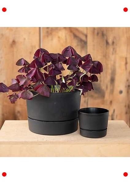 Modern Düşük Profil Silindir Saksı - Mat Siyah (21.5cm) modelleri