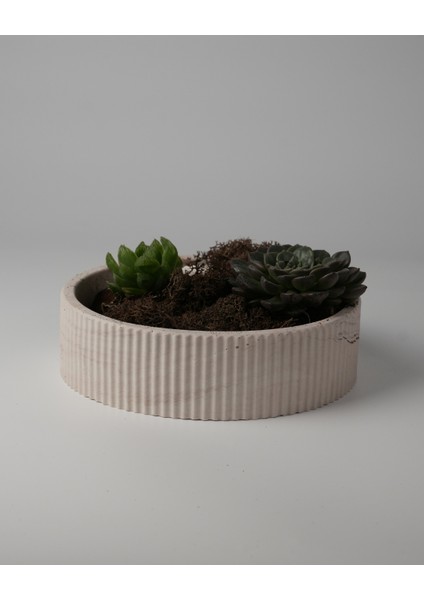 Dekoratif Beton Kase - Amorf 5X19 1l- Sukulent - Mini Kaktüs - Bonsai - Aranjman Kasesi fiyatları