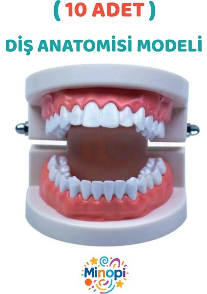 ( 10 Adet ) Insan Diş Anatomisi Diş Modeli Eğitici Maket Fen ve Biyoloji Dersleri Diş Maketi