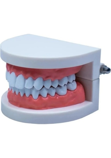 ( 10 Adet ) Insan Diş Anatomisi Diş Modeli Eğitici Maket Fen ve Biyoloji Dersleri Diş Maketi
