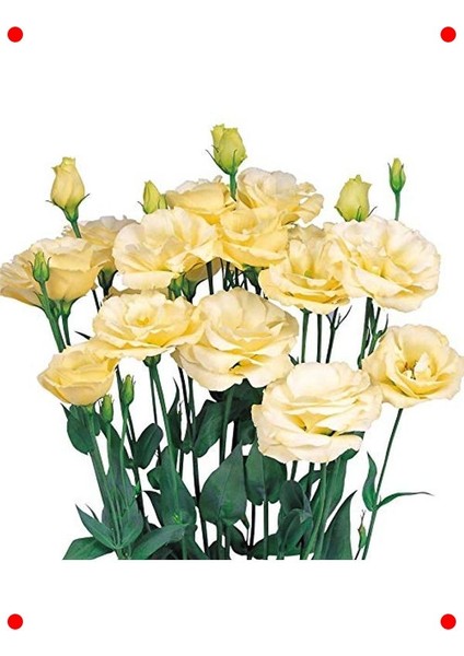 Sarı Lisianthus (Lalegül) Tohumu (10 Adet)