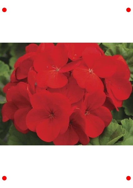 Kırmızı Sardunya Tohumu - 10 Adet