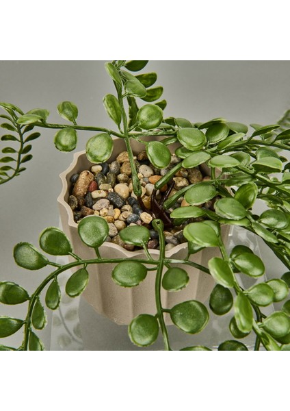 Living Mika Saksılı Okaliptüs Sarkıtı - Yeşil / Bej modelleri