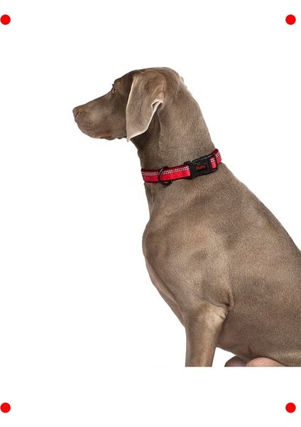 Konforlu Köpek Kontrol Tasması – Yansıtıcı L Boy Mor modelleri