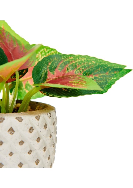 Mini Saksıda Yapraklar - Asorti modelleri