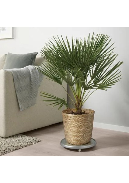 Klynnon Bambu Saksı Bambu 24 cm