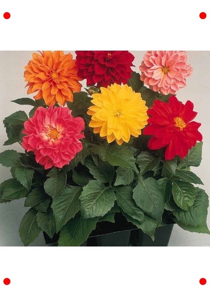Yıldız Dahlia Çiçeği Tohumu (Bodur, Mini) Karışık Renk - 5 Adet