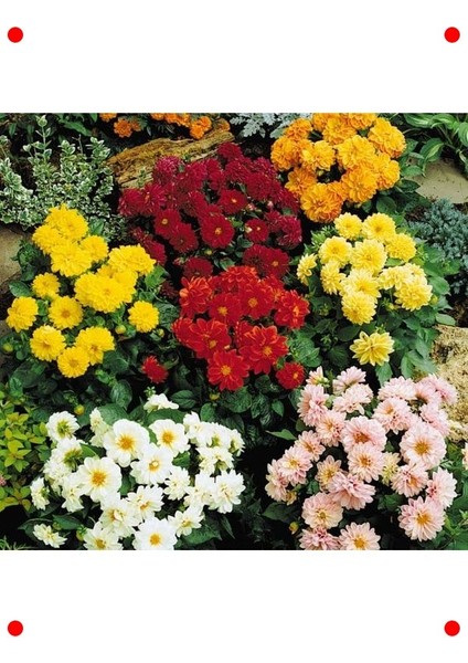 Yıldız Dahlia Çiçeği Tohumu (Bodur, Mini) Karışık Renk - 5 Adet fiyatları