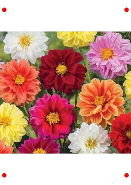 Yıldız Dahlia Çiçeği Tohumu (Bodur, Mini) Karışık Renk - 5 Adet modelleri