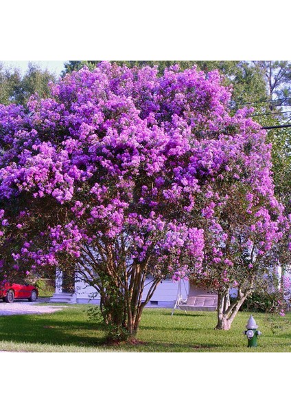 Mor Oya Ağacı Fidanı