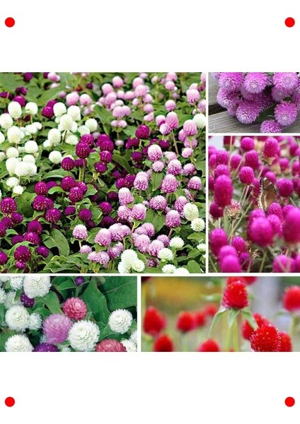 Karışık Renk Medine Düğmesi F1 Tohumu (40 Adet)