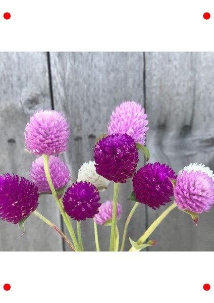 Karışık Renk Medine Düğmesi F1 Tohumu (40 Adet) fiyatları