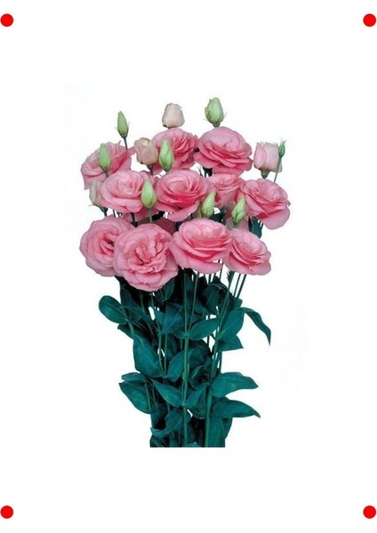 Pembe Katmerli Bodur Lisianthus Çiçeği Tohumu (5 Adet)