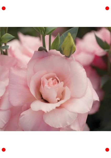 Pembe Katmerli Bodur Lisianthus Çiçeği Tohumu (5 Adet) modelleri