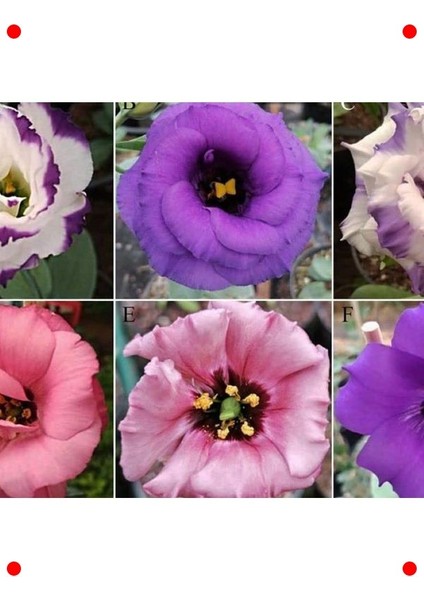 Pembe Katmerli Bodur Lisianthus Çiçeği Tohumu (5 Adet) fırsatları