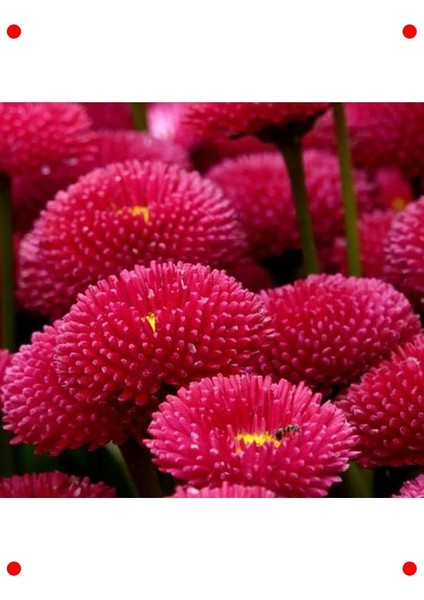 Kırmızı Şeker Tabağı F1 Tohumu (50 Adet)