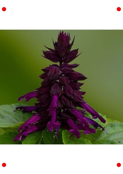 Bodur Mor Ateş Çiçeği Tohumu (Çok Çiçekli) - 15 Adet