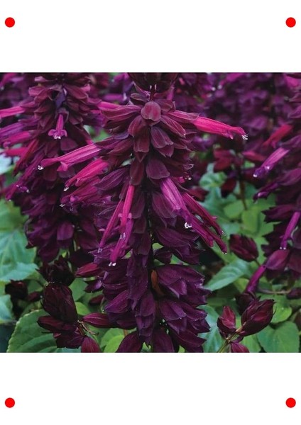 Bodur Mor Ateş Çiçeği Tohumu (Çok Çiçekli) - 15 Adet fiyatları