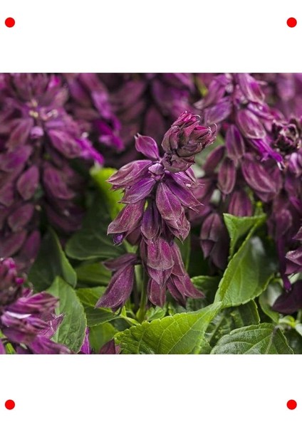 Bodur Mor Ateş Çiçeği Tohumu (Çok Çiçekli) - 15 Adet modelleri