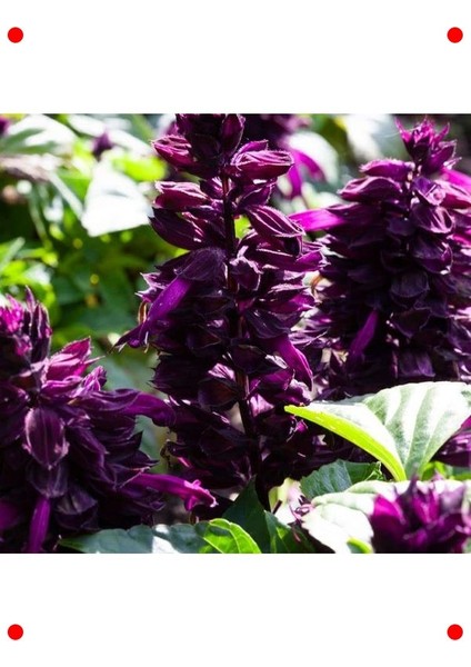 Bodur Mor Ateş Çiçeği Tohumu (Çok Çiçekli) - 15 Adet fırsatları