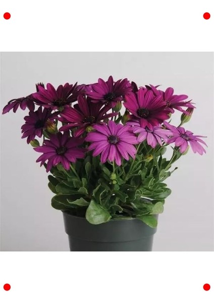 Mor Bodrum Papatyası Tohumu - Kalıcı & Bol Çiçekli (5 Adet)