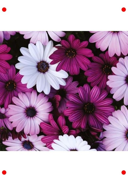 Mor Bodrum Papatyası Tohumu - Kalıcı & Bol Çiçekli (5 Adet) modelleri