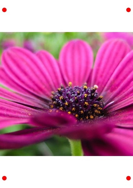 Mor Bodrum Papatyası Tohumu - Kalıcı & Bol Çiçekli (5 Adet) fırsatları