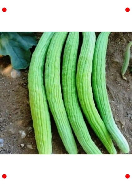 Taze Acur Tohumu (5 Gr) - Sağlıklı Salatalar Için modelleri