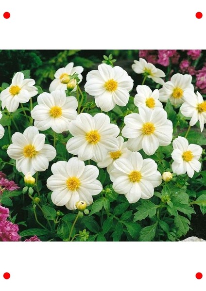 Bodur Beyaz Yıldız Çiçeği Tohumu
