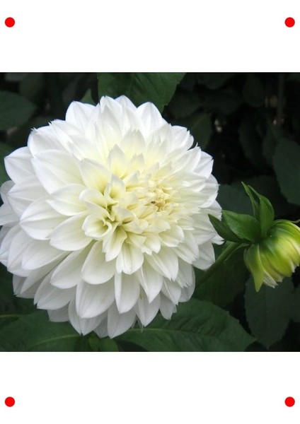 Bodur Beyaz Yıldız Çiçeği Tohumu fiyatları