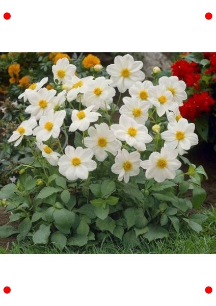 Bodur Beyaz Yıldız Çiçeği Tohumu modelleri