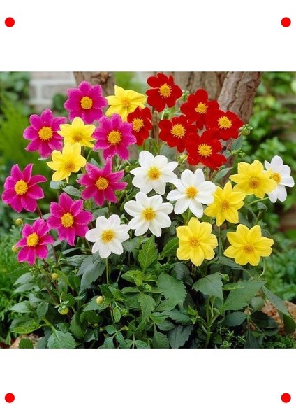 Bodur Beyaz Yıldız Çiçeği Tohumu fırsatları