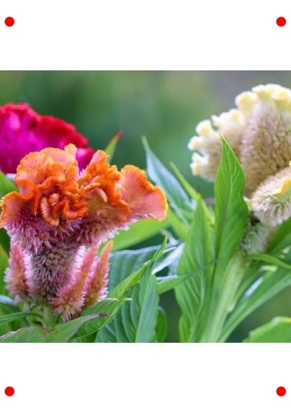 Horoz Ibiği (Balta) Çiçeği Tohumu