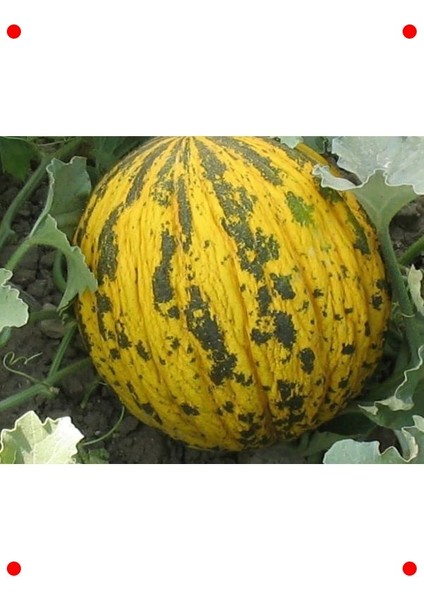 Doğal Dalaman Kavun Tohumu - Ferahlatıcı Lezzet