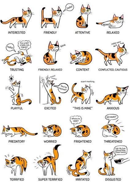 Kedi Telefon Laptop Notebook Tablet Defter Matara Stiker Etiket ST2189