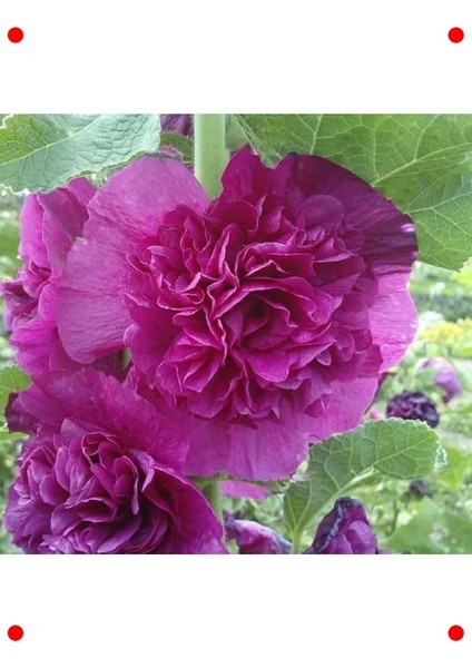 Lila Katmerli Büyük Çiçekli Gülhatmi Tohumu (5 Adet)