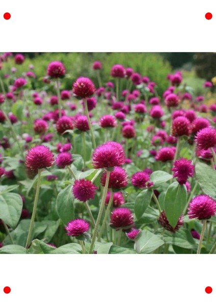 Iri Mor Medine Düğmesi Çiçek Tohumu