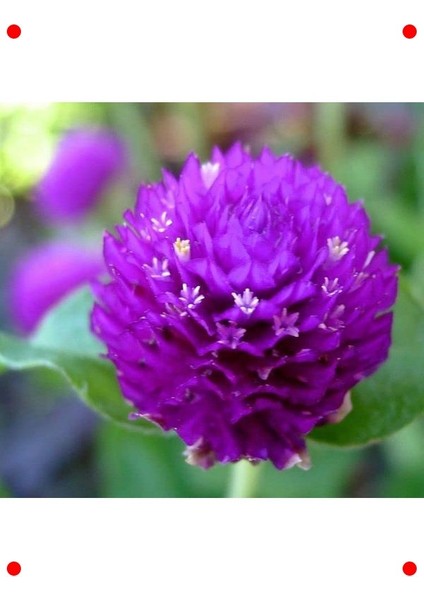 Iri Mor Medine Düğmesi Çiçek Tohumu fiyatları