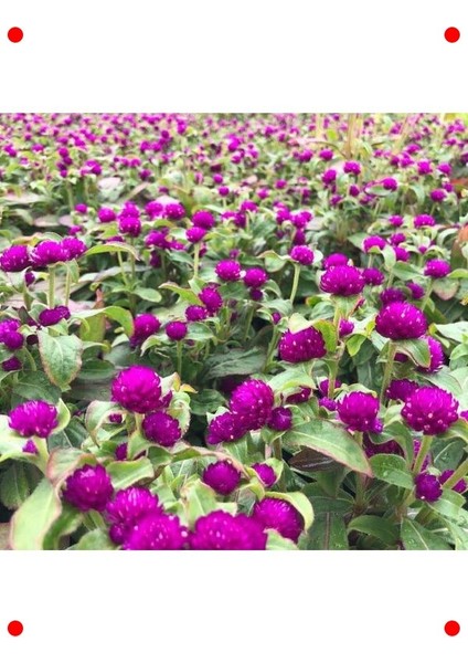 Iri Mor Medine Düğmesi Çiçek Tohumu fırsatları