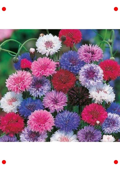 Saray Patı Çiçeği Tohumu