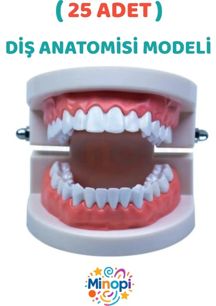 ( 25 Adet ) Insan Diş Anatomisi Diş Modeli Eğitici Maket Fen ve Biyoloji Dersleri Diş Maketi