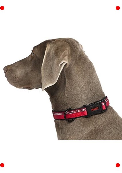 Köpek Eğitim Tasması - Orta Boy Siyah fırsatları