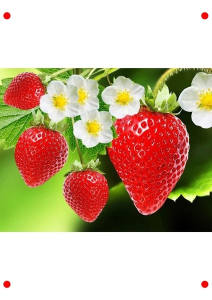 Çilek Tohumu (+100 Tohum)