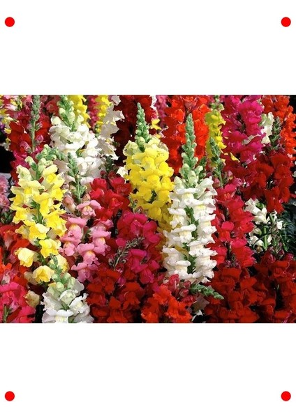 Uzun Boylu Karışık Renk Aslan Ağzı Tohumu - 25 Adet