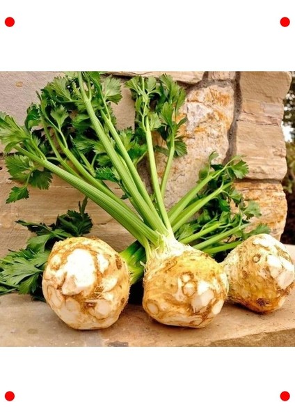 Taze Kereviz Tohumu (3 Gr) - Sağlıklı Seçim fiyatları