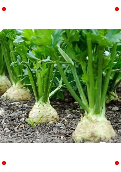 Taze Kereviz Tohumu (3 Gr) - Sağlıklı Seçim modelleri